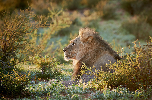 male lion (Panthera leo)