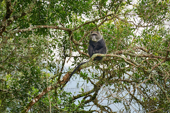 blue monkey or diademed monkey (Cercopithecus mitis)