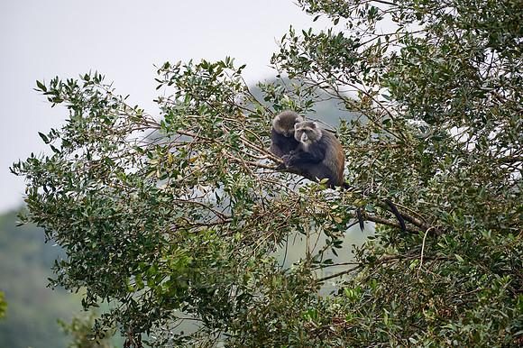 two blue monkey or diademed monkey sleeping on a branch