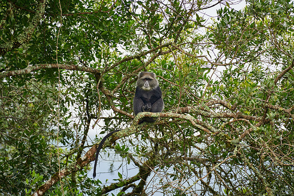 blue monkey or diademed monkey (Cercopithecus mitis)