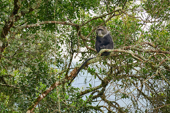 blue monkey or diademed monkey (Cercopithecus mitis)