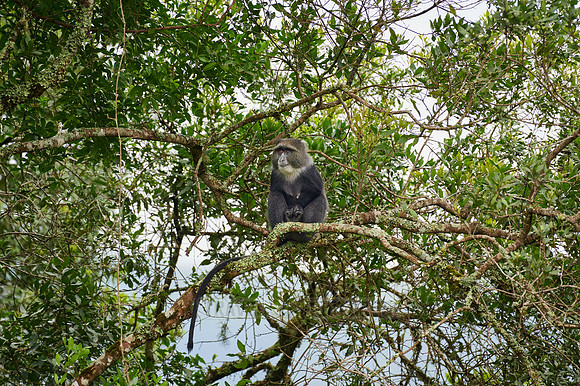 blue monkey or diademed monkey (Cercopithecus mitis)