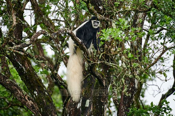 mantled guereza (Colobus guereza) or black-and-white colobus