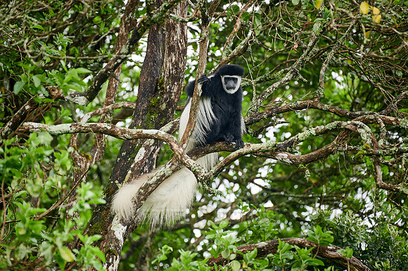 mantled guereza (Colobus guereza) or black-and-white colobus