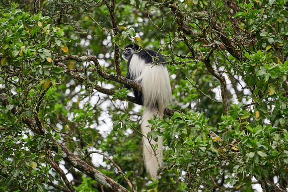 mantled guereza (Colobus guereza) or black-and-white colobus