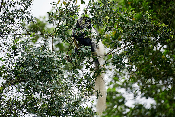 mantled guereza (Colobus guereza) or black-and-white colobus
