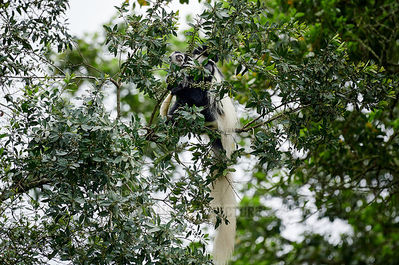 mantled guereza (Colobus guereza) or black-and-white colobus