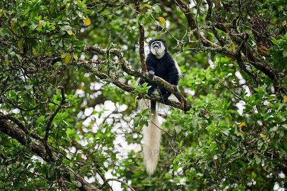 mantled guereza (Colobus guereza) or black-and-white colobus
