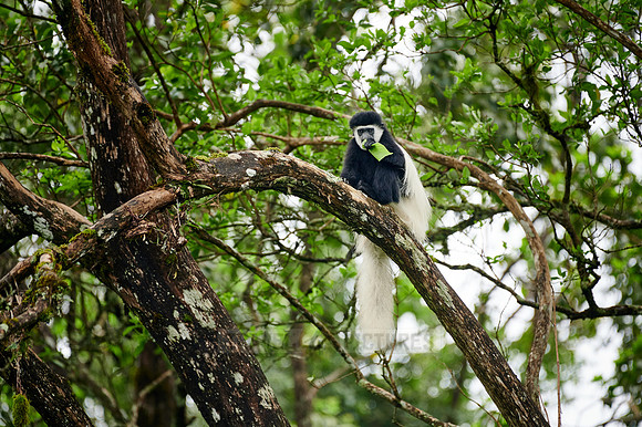 mantled guereza (Colobus guereza) or black-and-white colobus