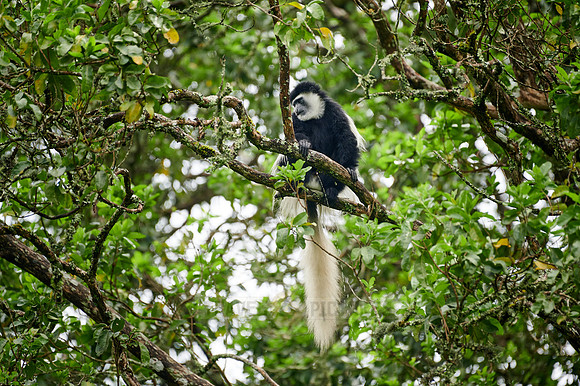 mantled guereza (Colobus guereza) or black-and-white colobus