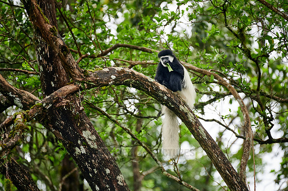 mantled guereza (Colobus guereza) or black-and-white colobus