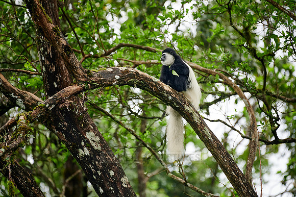 mantled guereza (Colobus guereza) or black-and-white colobus