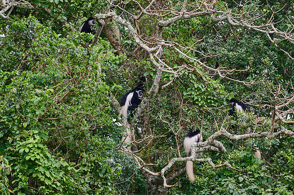 mantled guereza (Colobus guereza) or black-and-white colobus