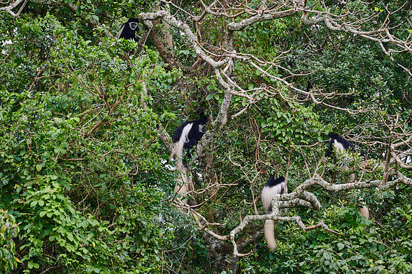 mantled guereza (Colobus guereza) or black-and-white colobus
