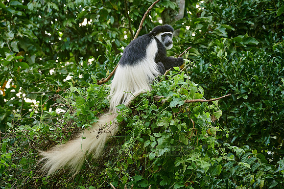 mantled guereza (Colobus guereza) or black-and-white colobus