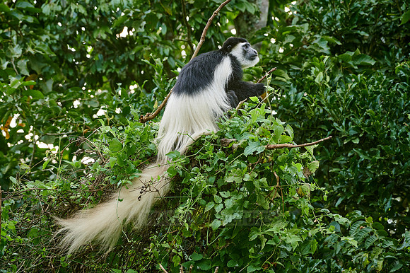 mantled guereza (Colobus guereza) or black-and-white colobus