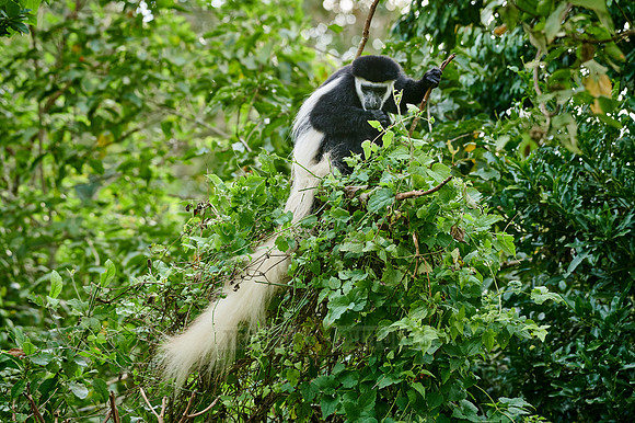 mantled guereza (Colobus guereza) or black-and-white colobus