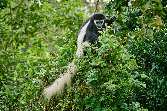 mantled guereza (Colobus guereza) or black-and-white colobus