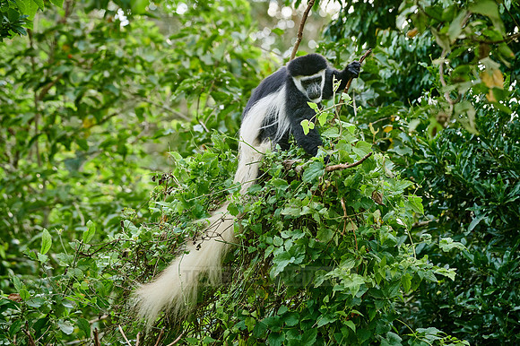 mantled guereza (Colobus guereza) or black-and-white colobus