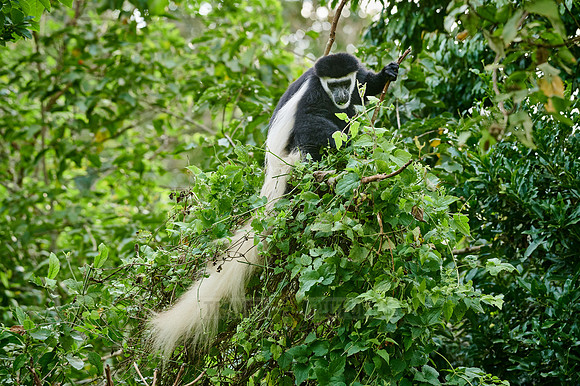 mantled guereza (Colobus guereza) or black-and-white colobus
