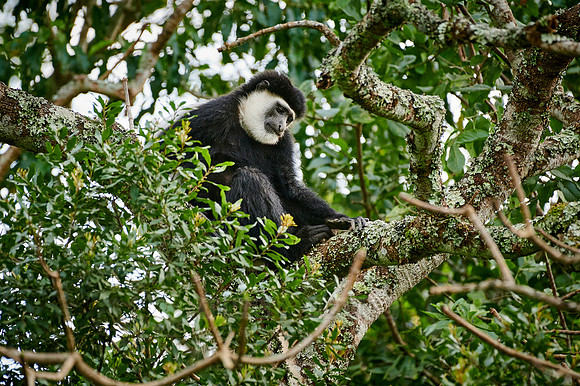 mantled guereza (Colobus guereza) or black-and-white colobus
