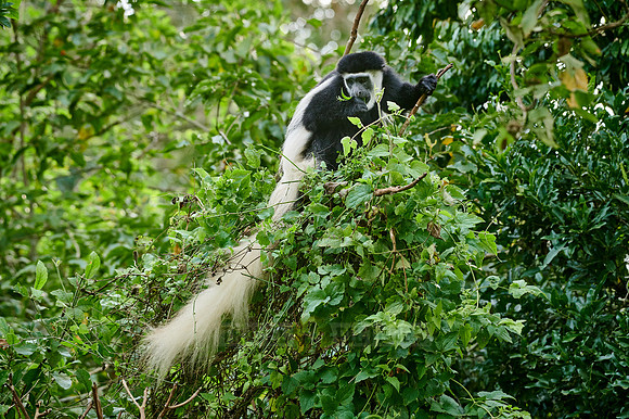 mantled guereza (Colobus guereza) or black-and-white colobus