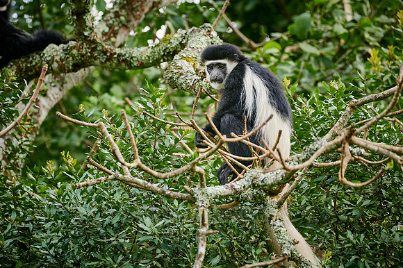 mantled guereza (Colobus guereza) or black-and-white colobus