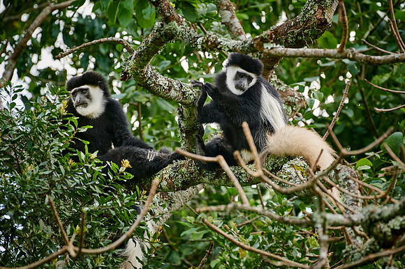 mantled guereza (Colobus guereza) or black-and-white colobus