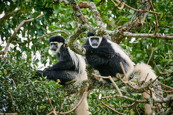 mantled guereza (Colobus guereza) or black-and-white colobus