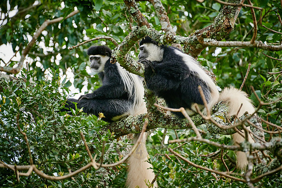 mantled guereza (Colobus guereza) or black-and-white colobus