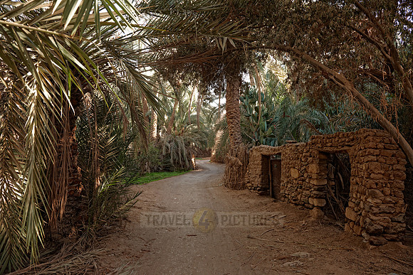 palms in Oasis Bahariya