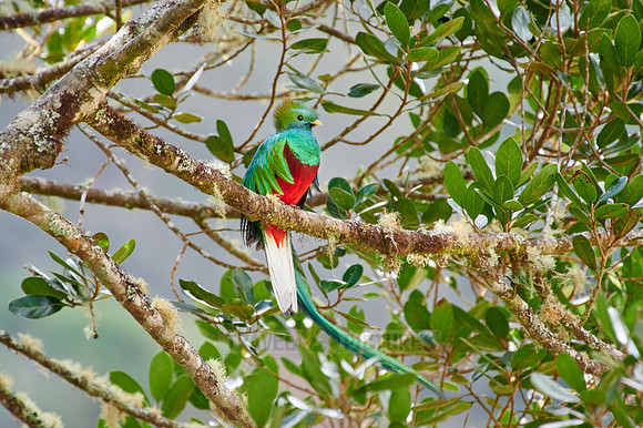 brightly colorful male Resplendent quetzal on a wild avocado tree