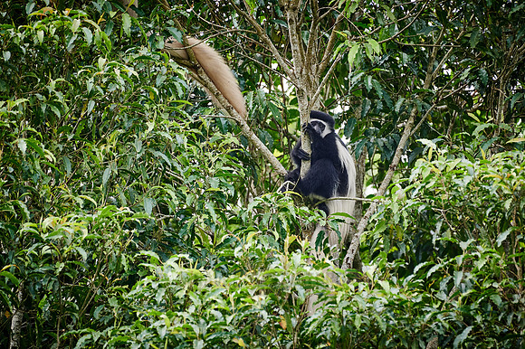mantled guereza (Colobus guereza) or black-and-white colobus