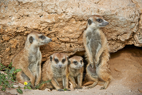 meerkat or suricate, Suricata suricatta