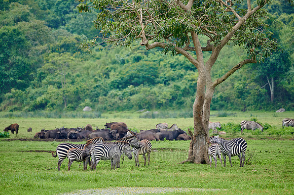 Plains zebra and African buffalos