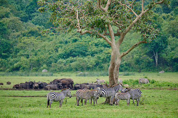 Plains zebra and African buffalos
