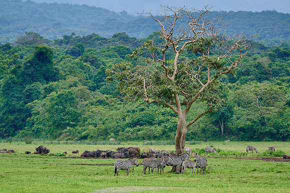 Plains zebra and African buffalos