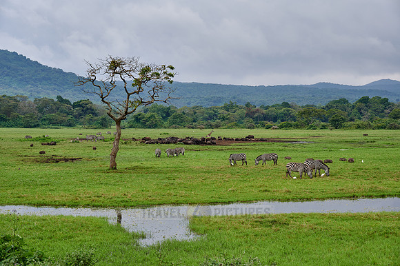 Plains zebra and African buffalos