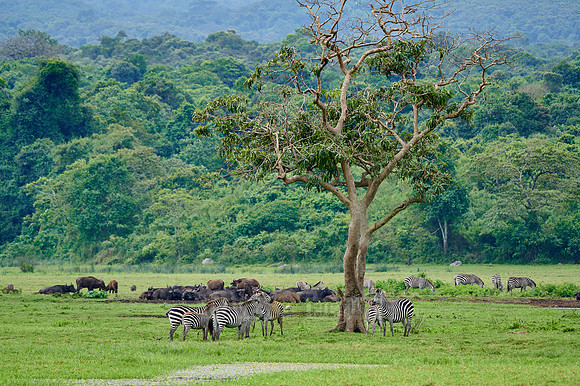 Plains zebra and African buffalos