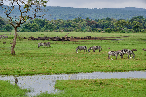 Plains zebra and African buffalos