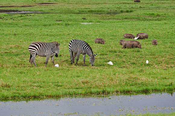 Plains zebra and warthogs