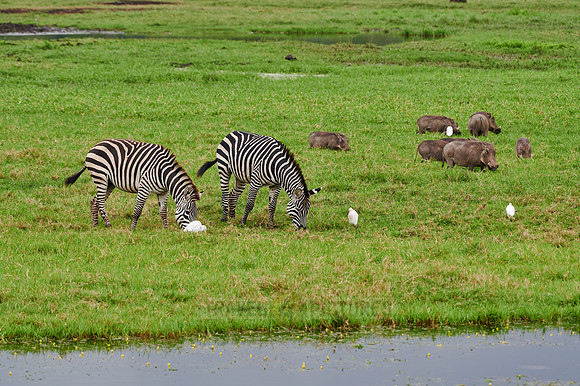 Plains zebra and warthogs