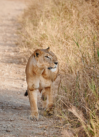 lioness on the prowl