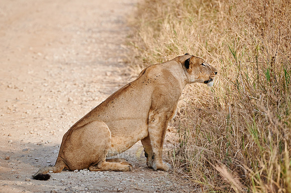 lioness on the prowl