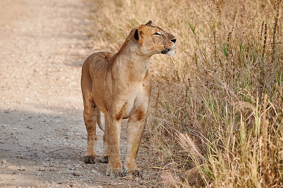 lioness on the prowl