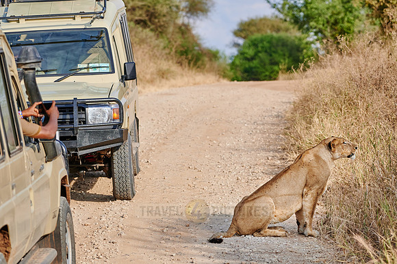 lioness on the prowl
