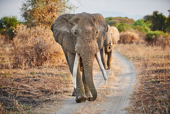 huge male African bush elephant with big tusks