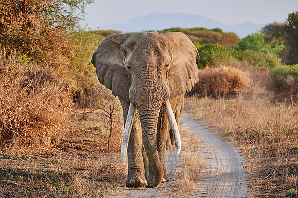 huge male African bush elephant with big tusks