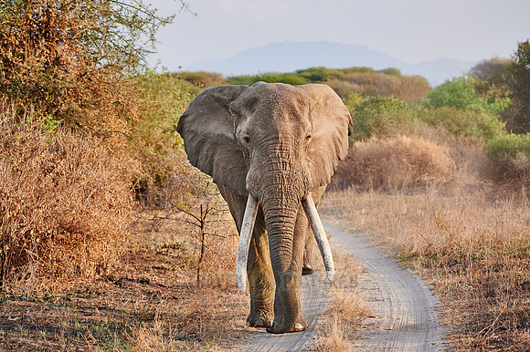 huge male African bush elephant with big tusks
