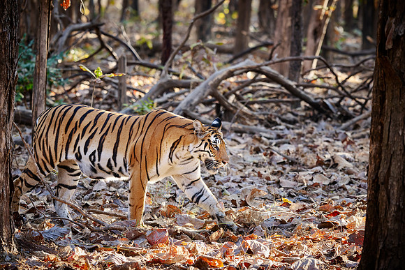 Bengal tiger (Panthera tigris tigris)